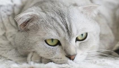 QQ